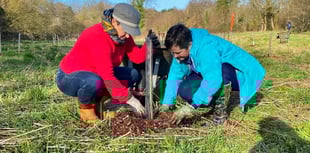 Council film depicts 3,000 tree planting project